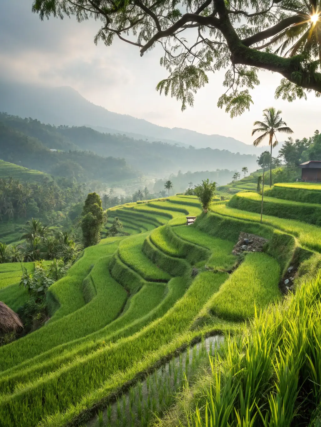 A stunning photograph of the rice terraces in Ubud, showcasing the intricate layers of green fields and the natural beauty of Bali's countryside.
